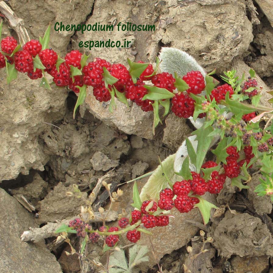  Chenopodium foliosum seeds 